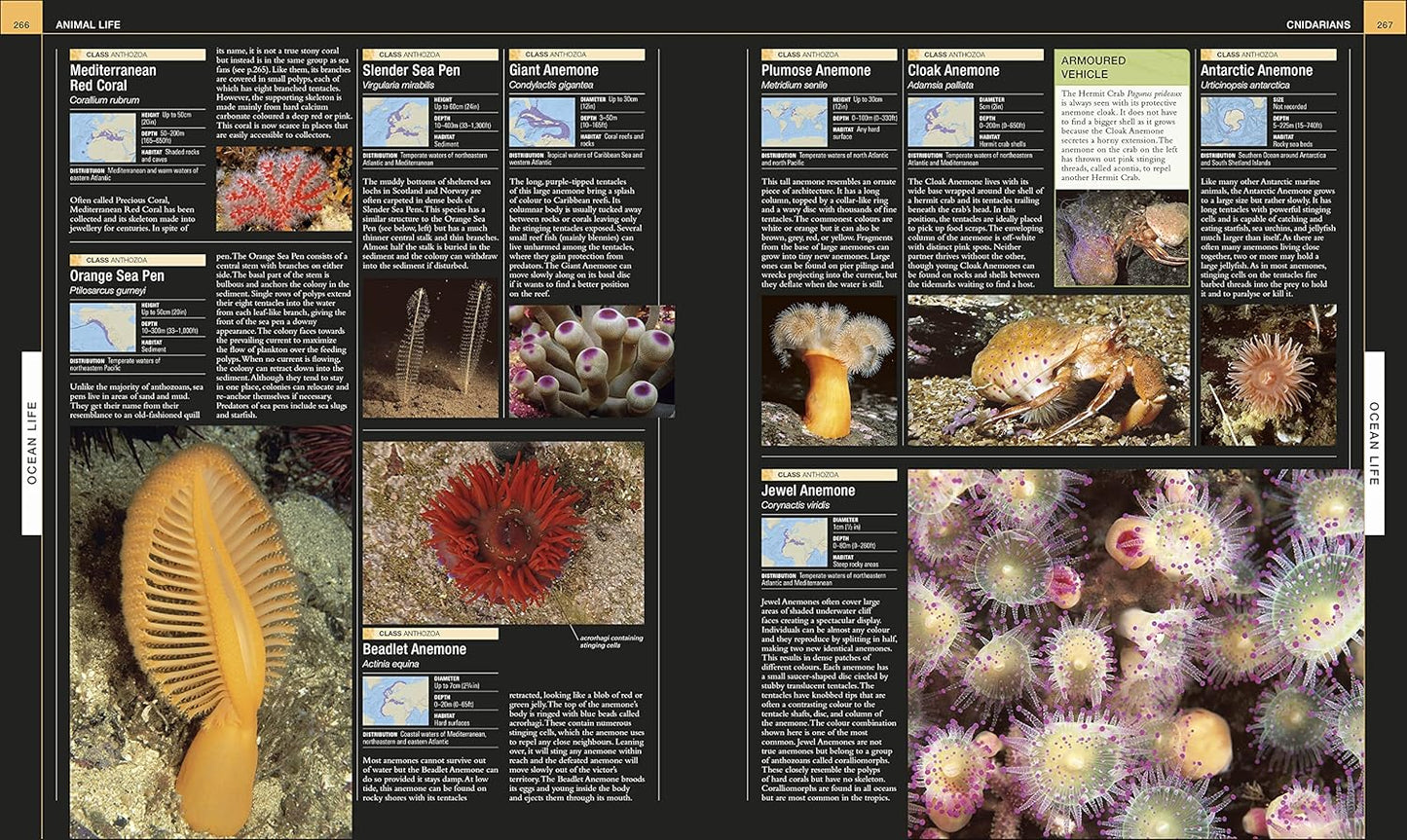 Ocean: The Definitive Visual Guide - DK Definitive Visual Encyclopedias (Hardback)