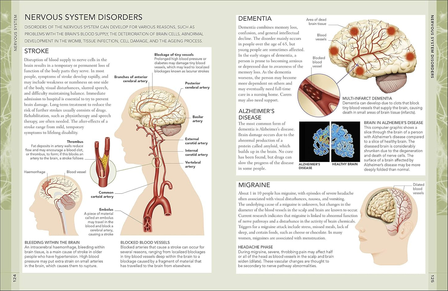 The Concise Human Body Book: An illustrated guide to its structure, function and disorders - DK Human Body Guides (Paperback)