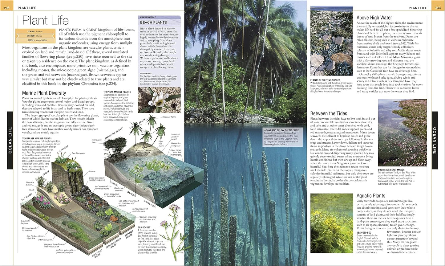 Ocean: The Definitive Visual Guide - DK Definitive Visual Encyclopedias (Hardback)