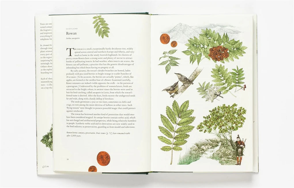 Around the World in 80 Trees (Hardback)