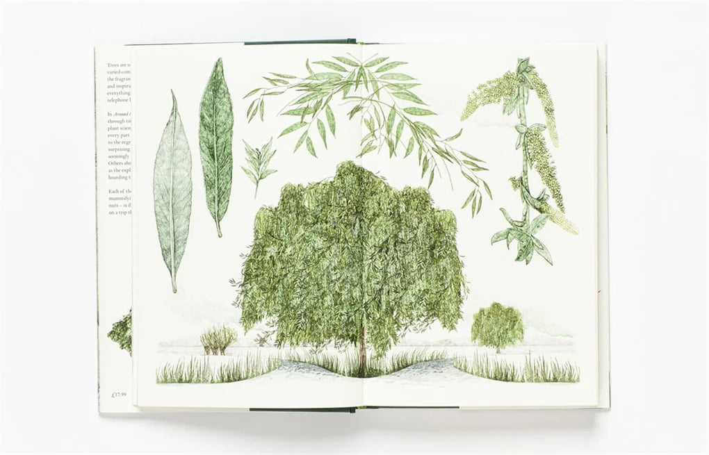 Around the World in 80 Trees (Hardback)