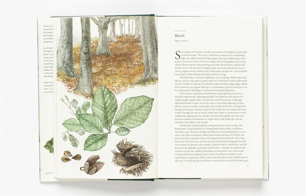 Around the World in 80 Trees (Hardback)
