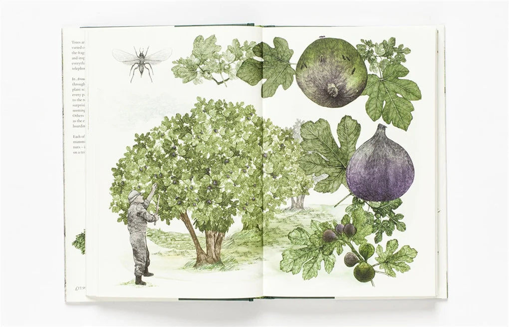 Around the World in 80 Trees (Hardback)