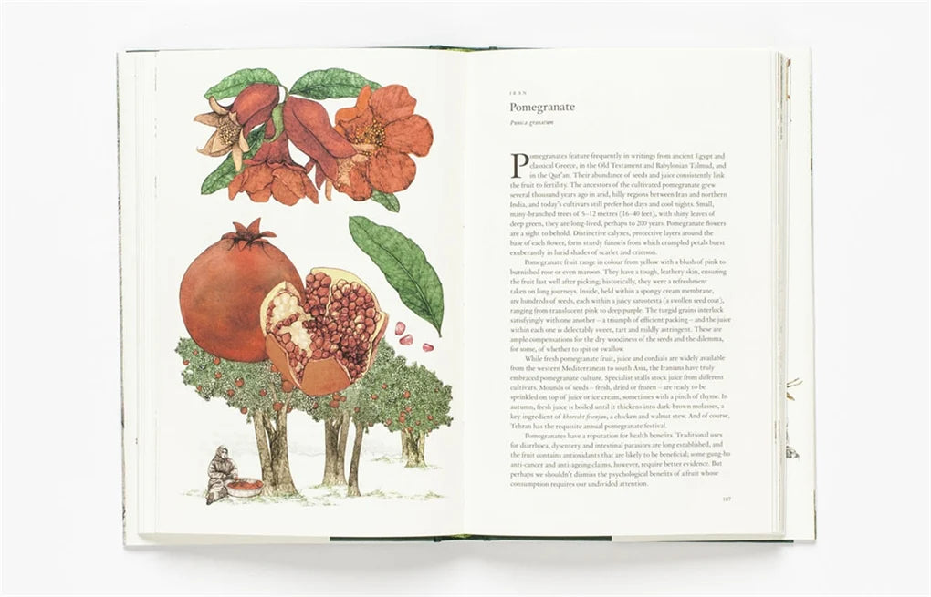 Around the World in 80 Trees (Hardback)