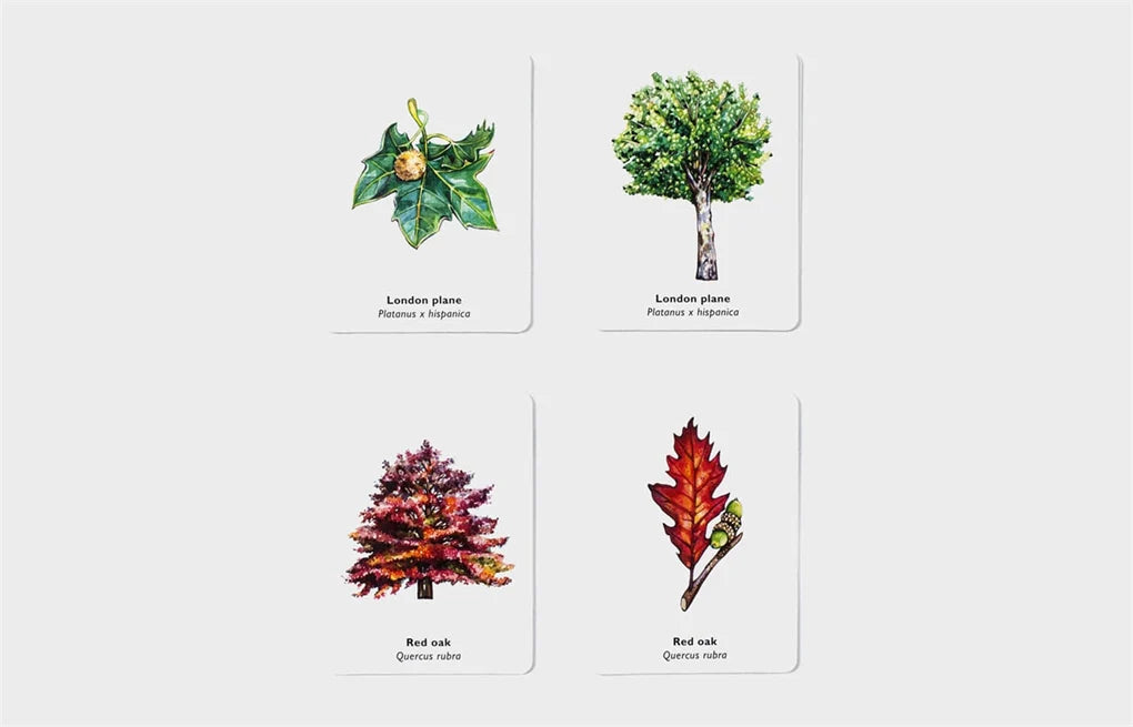 Match a Leaf - A Tree Memory Game