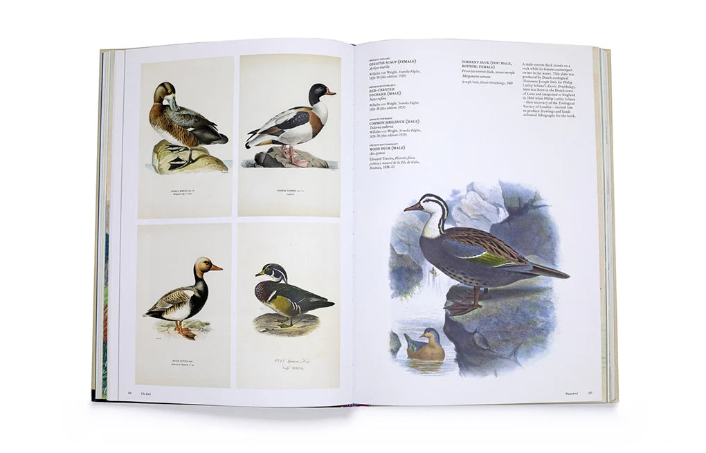 The Bird: The Great Age of Avian Illustration (Hardback)