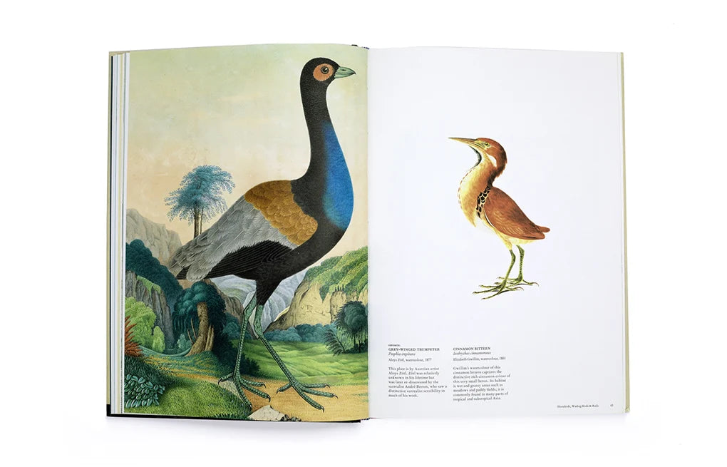 The Bird: The Great Age of Avian Illustration (Hardback)