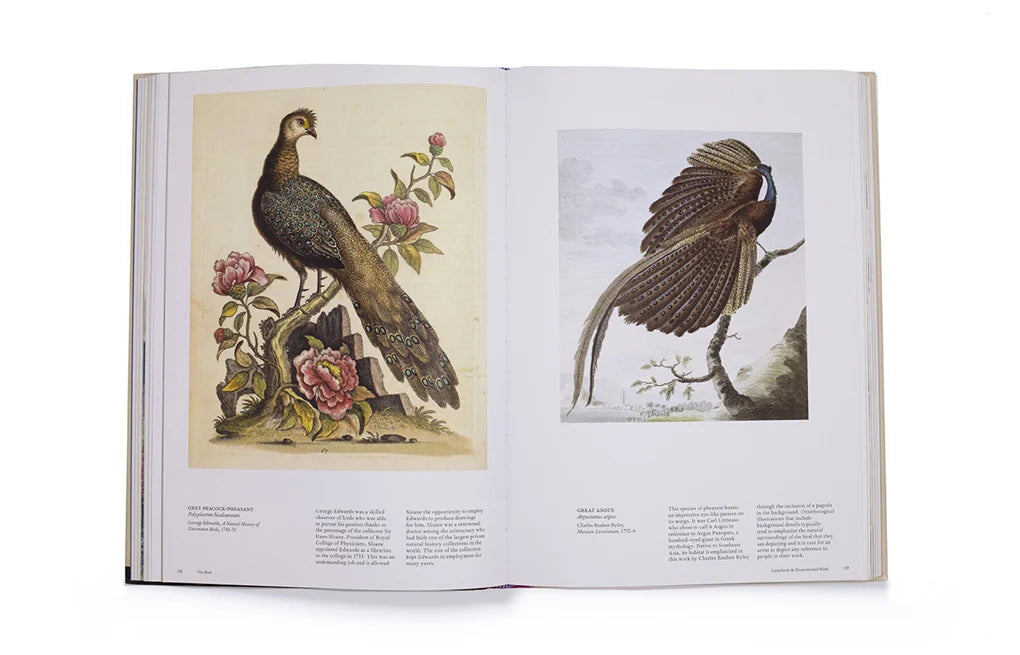 The Bird: The Great Age of Avian Illustration (Hardback)