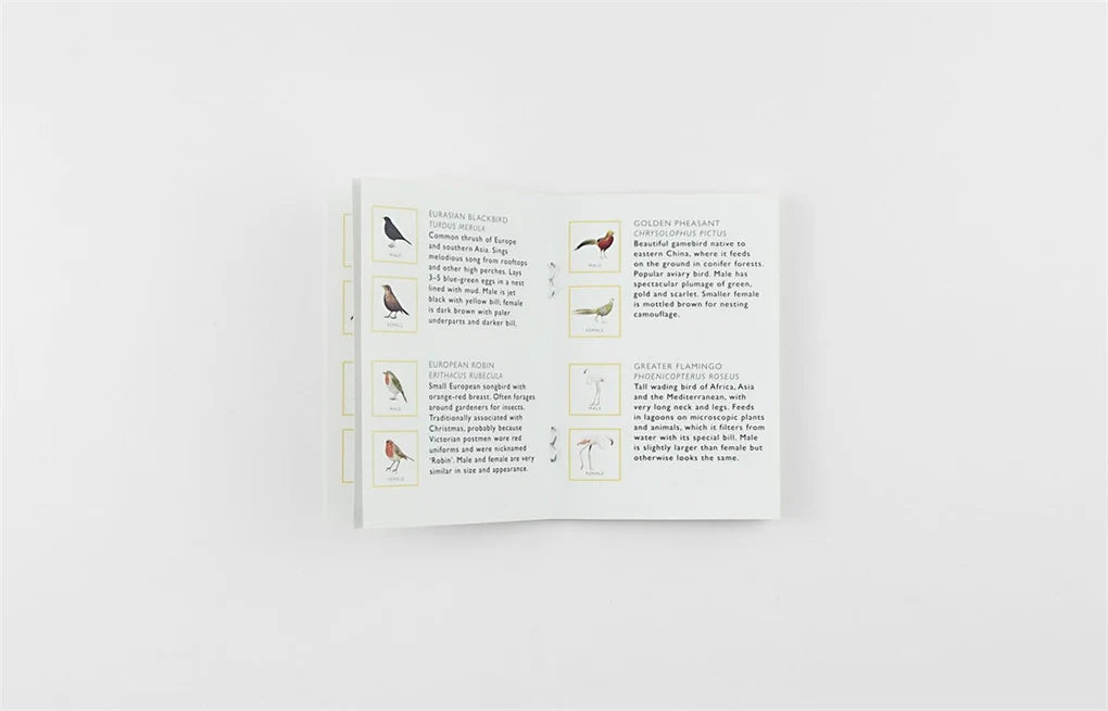 Match a Pair of Birds - A Memory Game