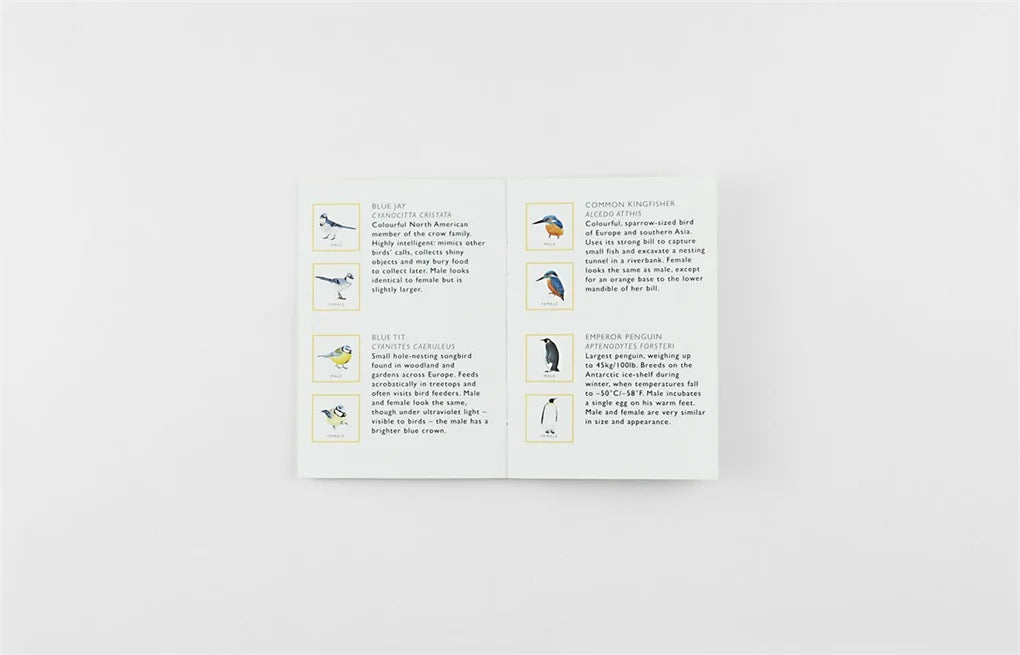 Match a Pair of Birds - A Memory Game