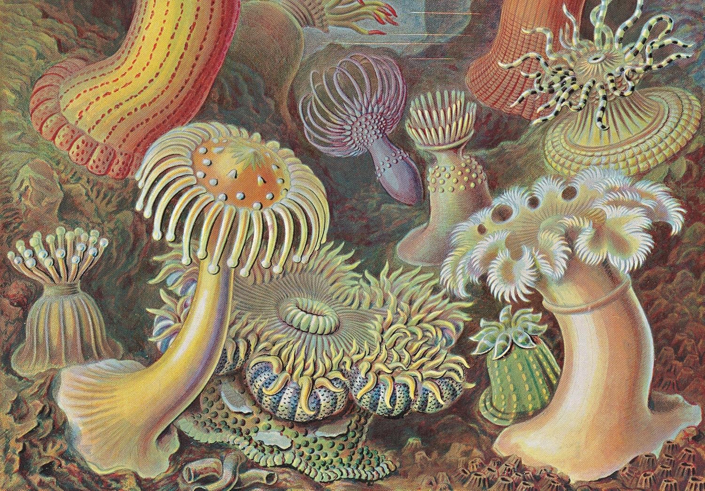 The Art and Science of Ernst Haeckel. 45th Ed. - 45th Edition (Hardback)