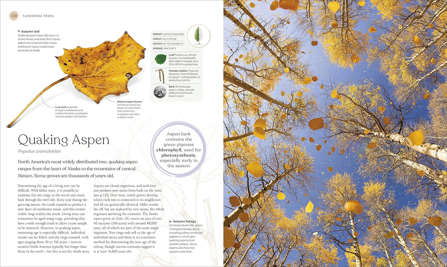 The Tree Book: The Stories, Science, and History of Trees (Hardback)