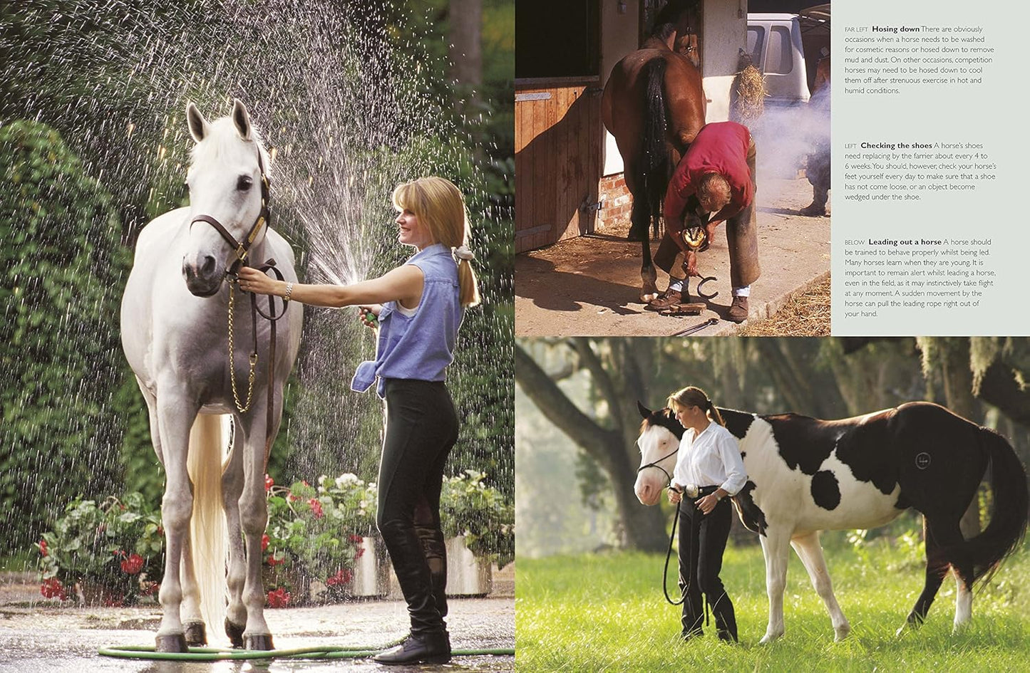 Complete Horse Care Manual - DK Practical Pet Guides (Hardback)
